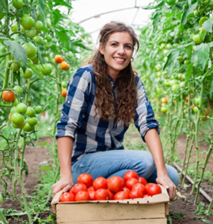 Picture of lady picking tomatoes in Hanover, VA.