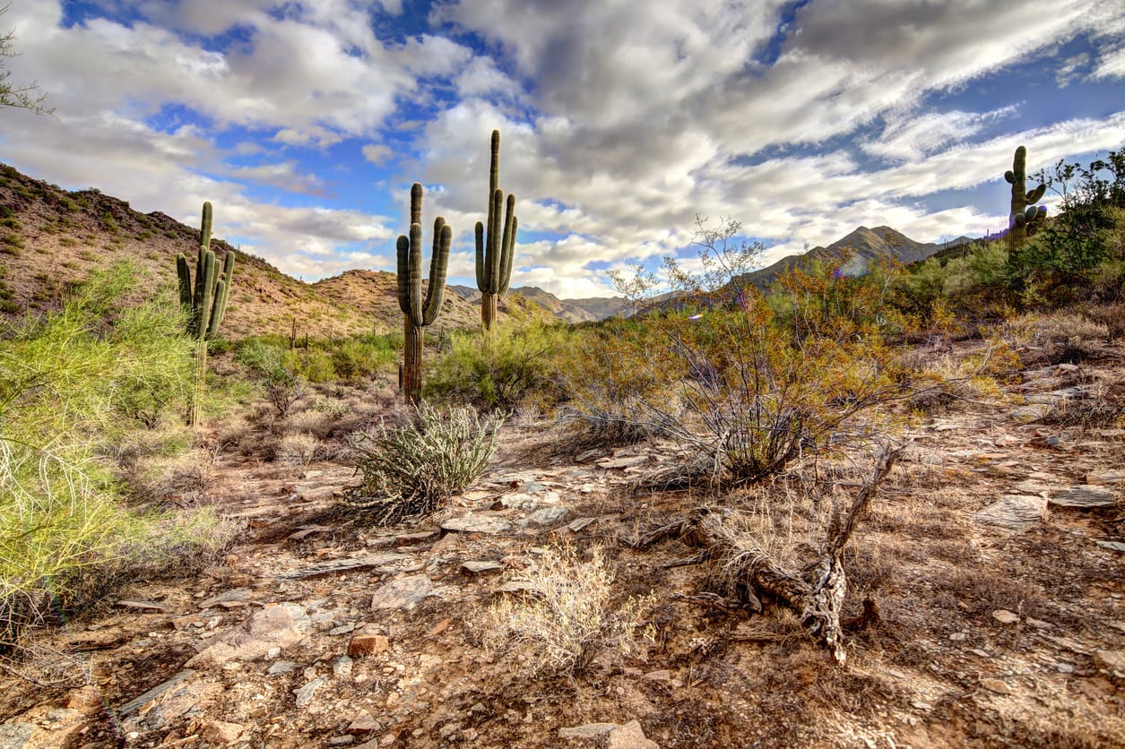 Estate Sales & Business Liquidation Services in Pinnacle Peak